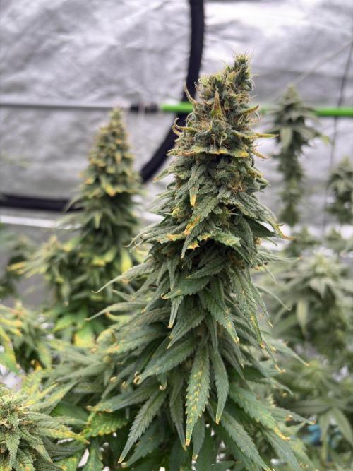 2026 Eternity Grow Cup. Week 7