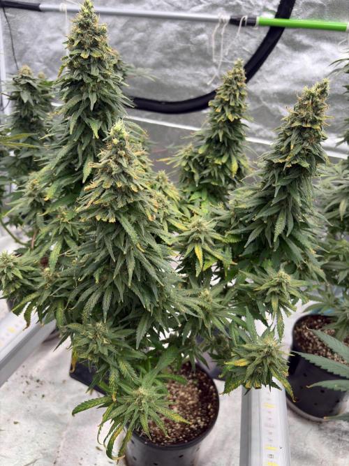 2026 Eternity Grow Cup. Week 7
