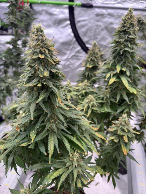 2026 Eternity Grow Cup. Week 7