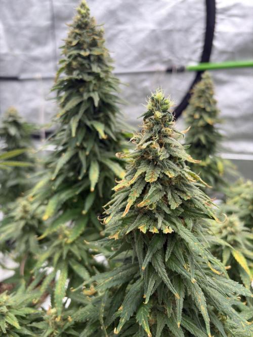 2026 Eternity Grow Cup. Week 7