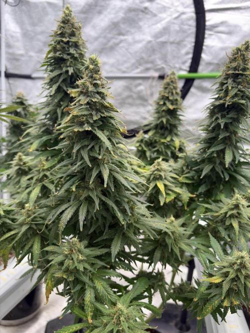 2026 Eternity Grow Cup. Week 7