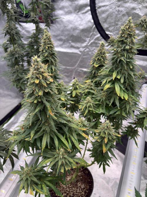 2026 Eternity Grow Cup. Week 7