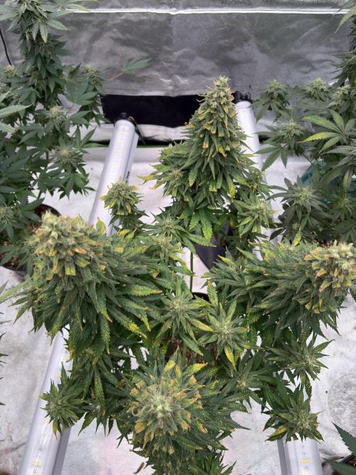 2026 Eternity Grow Cup. Week 7