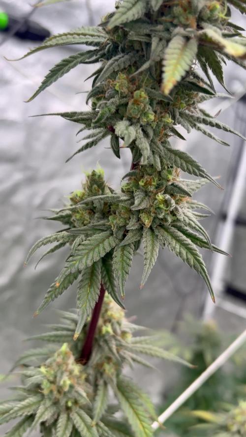 Gorilla cookies fast flower