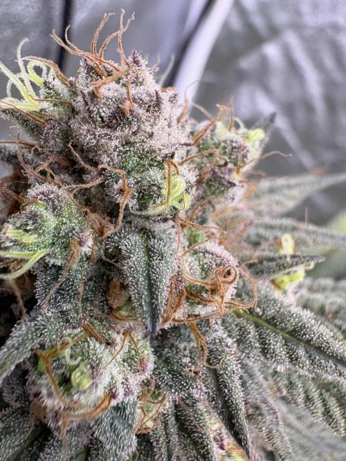 Gorilla cookies fast flower. Week 7