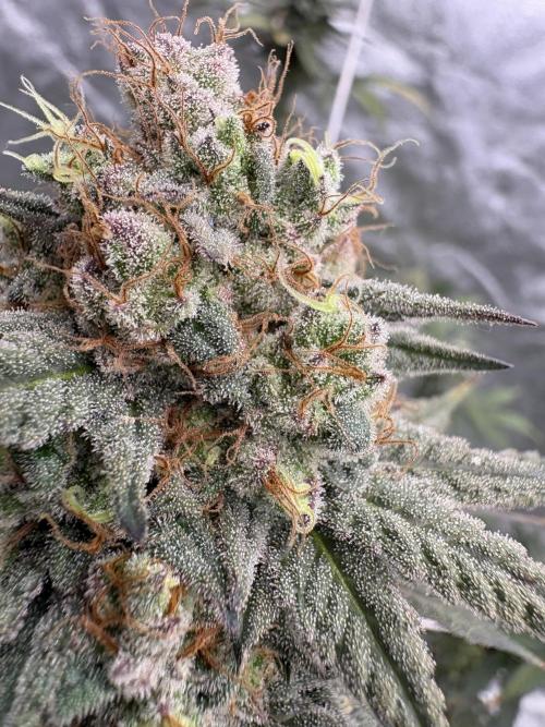 Gorilla cookies fast flower. Week 7
