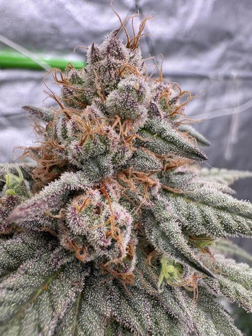 Gorilla cookies fast flower. Week 7