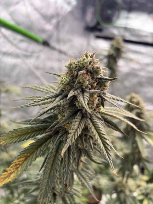 Gorilla cookies fast flower. Week 7