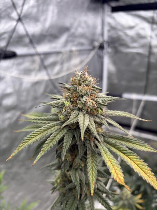 Gorilla cookies fast flower. Week 7