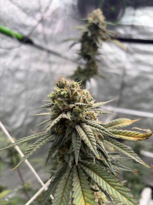 Gorilla cookies fast flower. Week 7