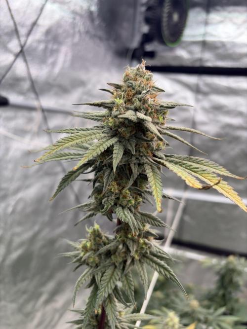 Gorilla cookies fast flower. Week 7