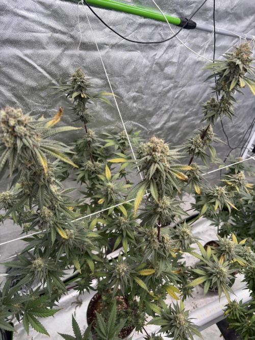 Gorilla cookies fast flower. Week 7