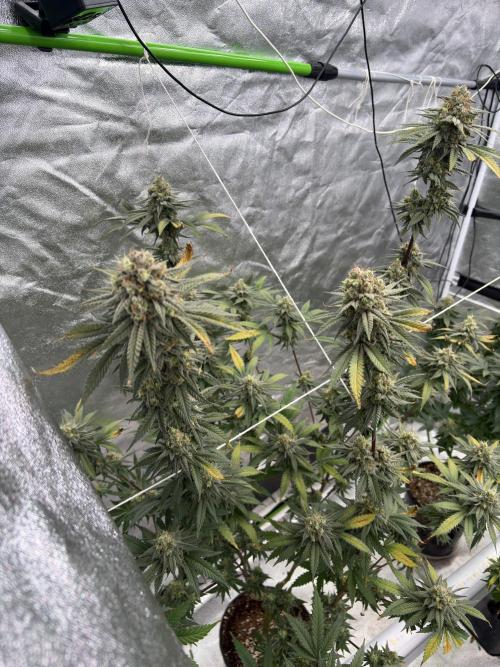 Gorilla cookies fast flower. Week 7