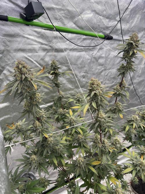 Gorilla cookies fast flower. Week 7