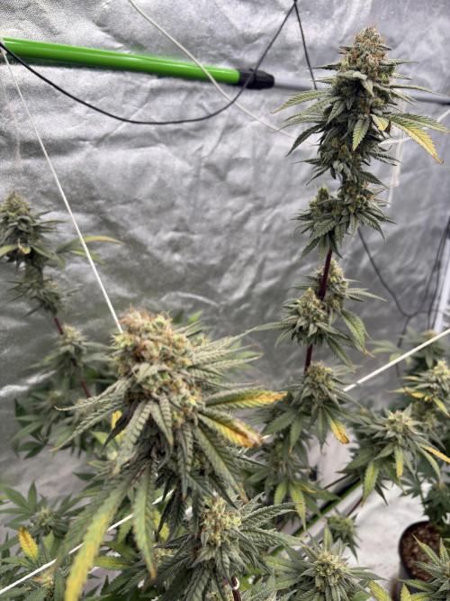 Gorilla cookies fast flower. Week 7