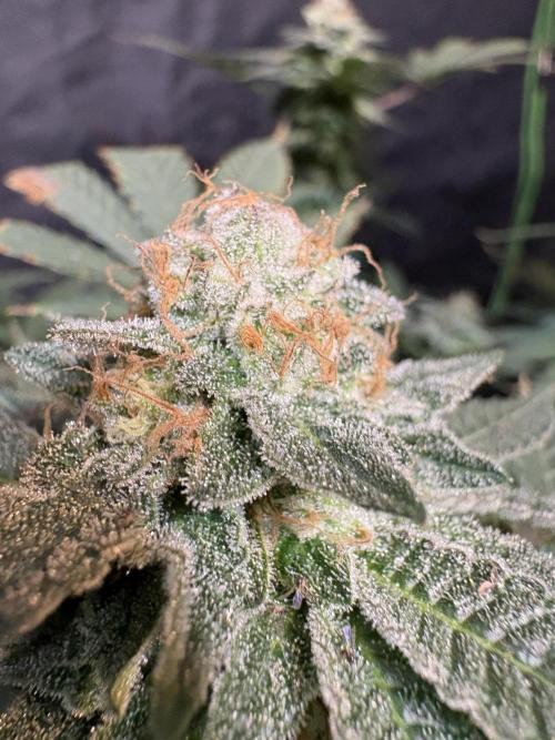 Glookie monster. Week 8