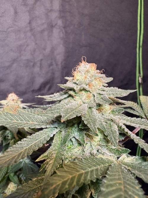 Glookie monster. Week 8