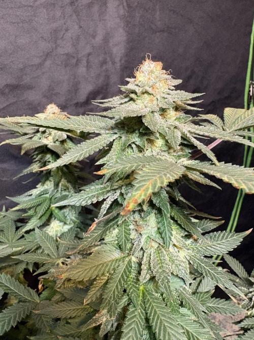Glookie monster. Week 8