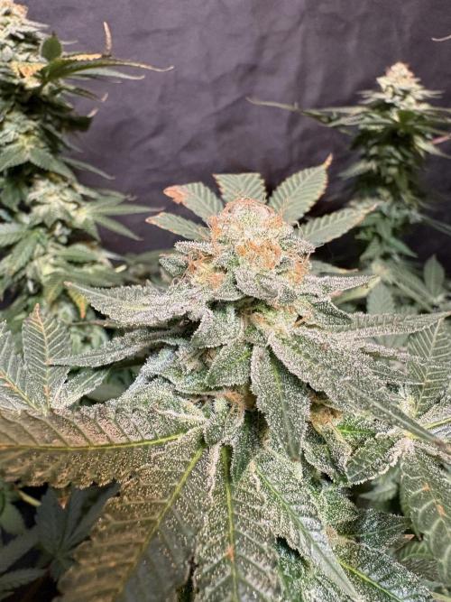 Glookie monster. Week 8