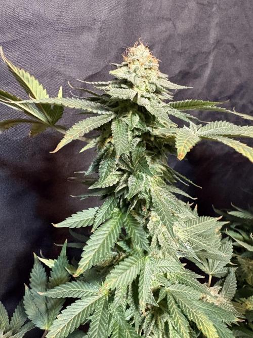 Glookie monster. Week 8