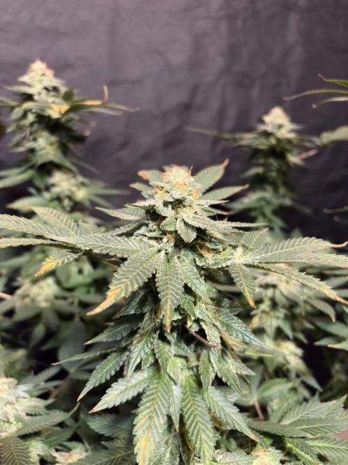 Glookie monster. Week 8