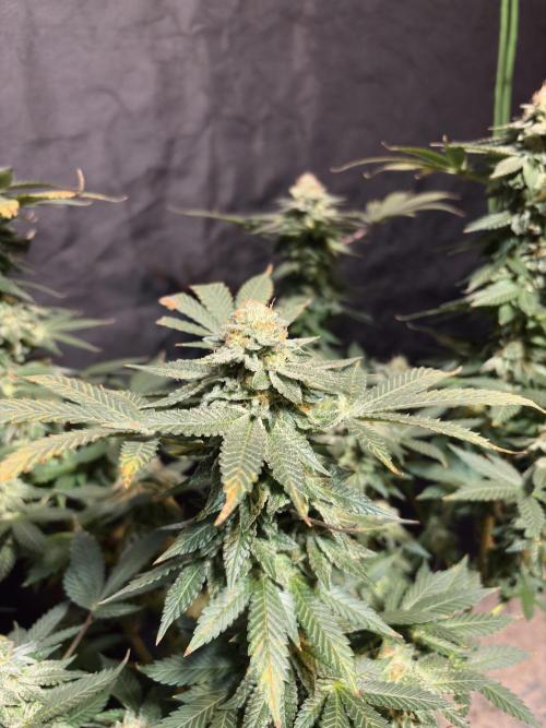 Glookie monster. Week 8
