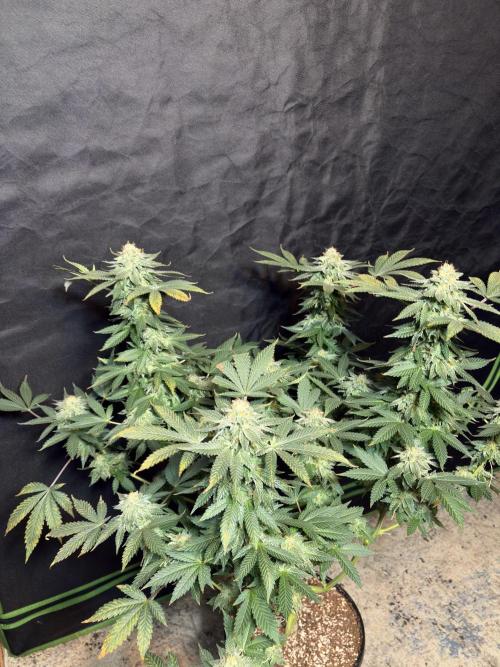 Glookie monster. Week 8