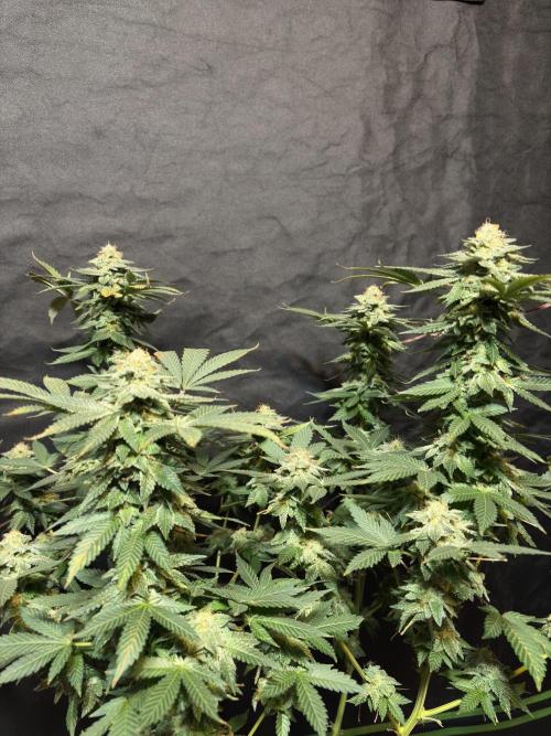 Glookie monster. Week 8