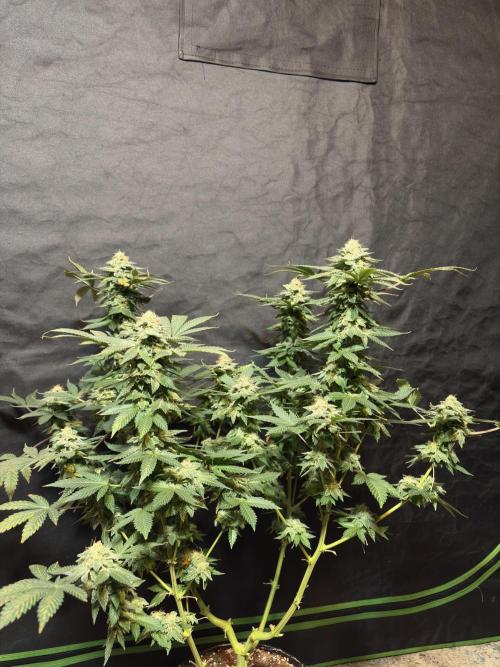 Glookie monster. Week 8