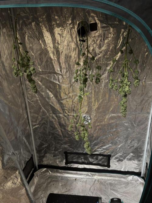 Glookie Monster. Week 8