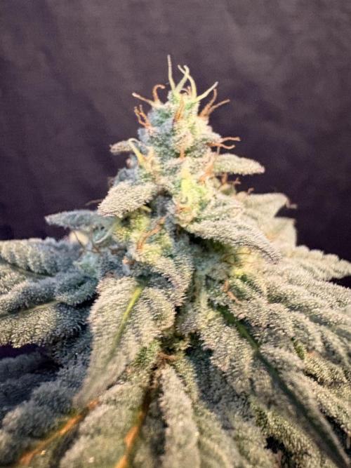 Do-si-dos #33. Week 8
