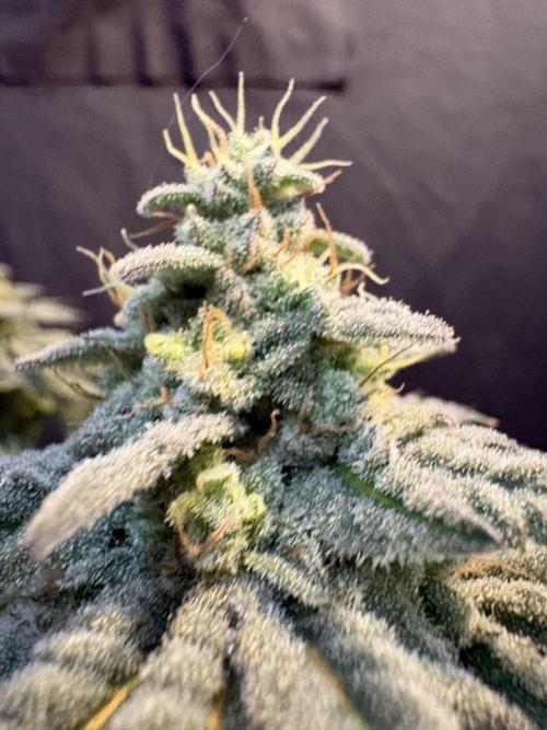 Do-si-dos #33. Week 8