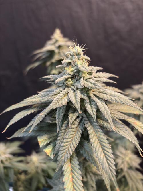 Do-si-dos #33. Week 8