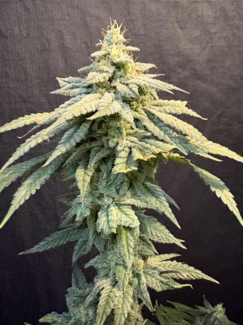 Do-si-dos #33. Week 8
