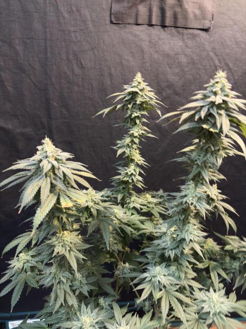 Do-si-dos #33. Week 8
