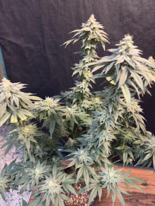 Do-si-dos #33. Week 8