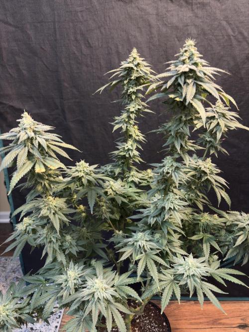 Do-si-dos #33. Week 8