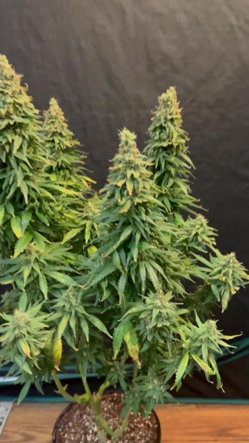 2026 Eternity Grow Cup