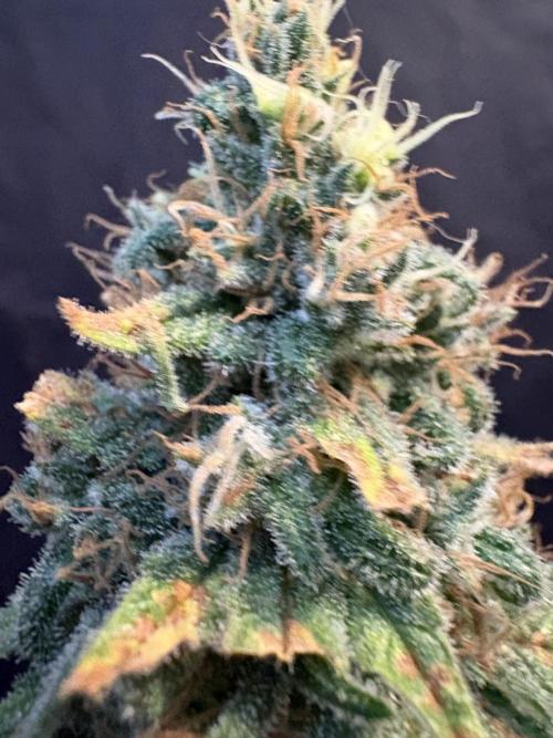 2026 Eternity Grow Cup. Week 32