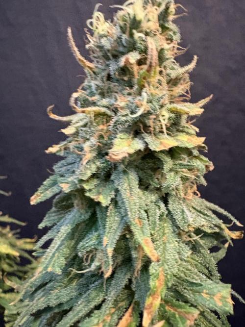 2026 Eternity Grow Cup. Week 32