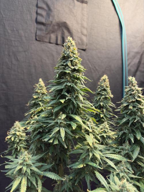 2026 Eternity Grow Cup. Week 32