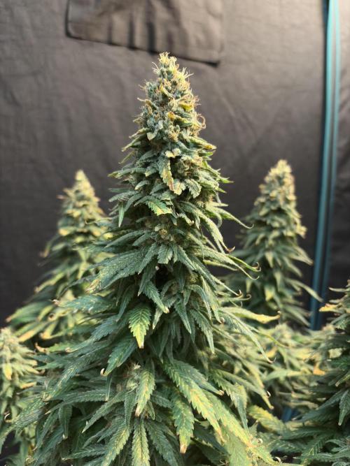 2026 Eternity Grow Cup. Week 32