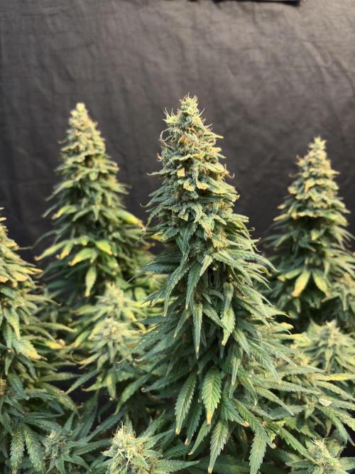2026 Eternity Grow Cup. Week 32