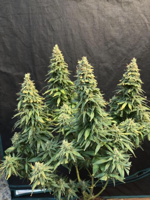 2026 Eternity Grow Cup. Week 32