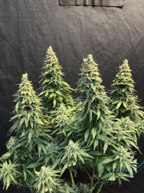 2026 Eternity Grow Cup. Week 32