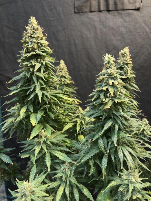 2026 Eternity Grow Cup. Week 32