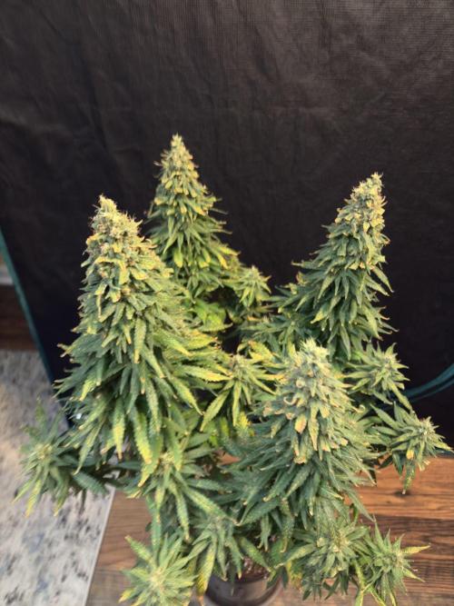 2026 Eternity Grow Cup. Week 32