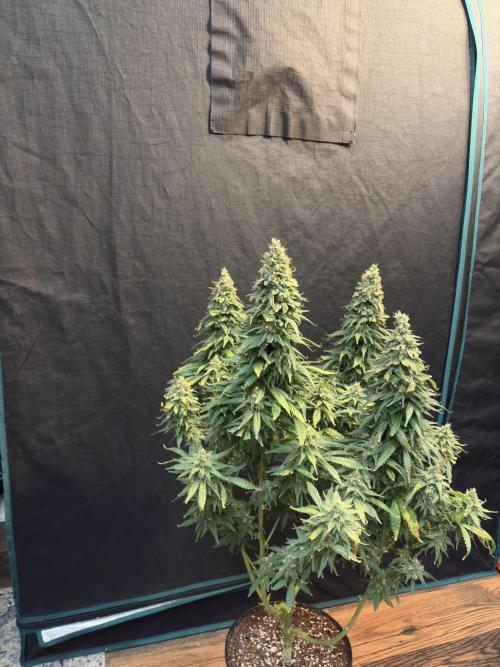 2026 Eternity Grow Cup. Week 32
