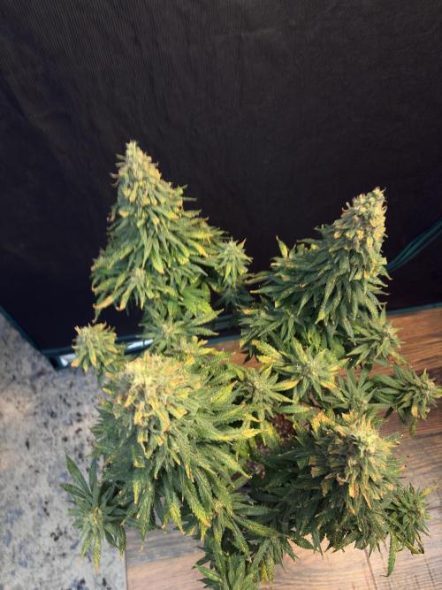 2026 Eternity Grow Cup. Week 32