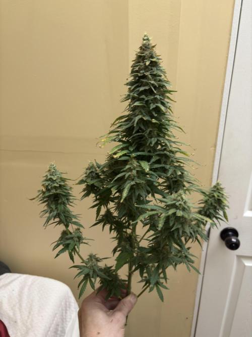 2026 Eternity Grow Cup. Week 32